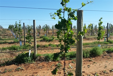 Advinco Farm - Dried Grape and Citrus Production